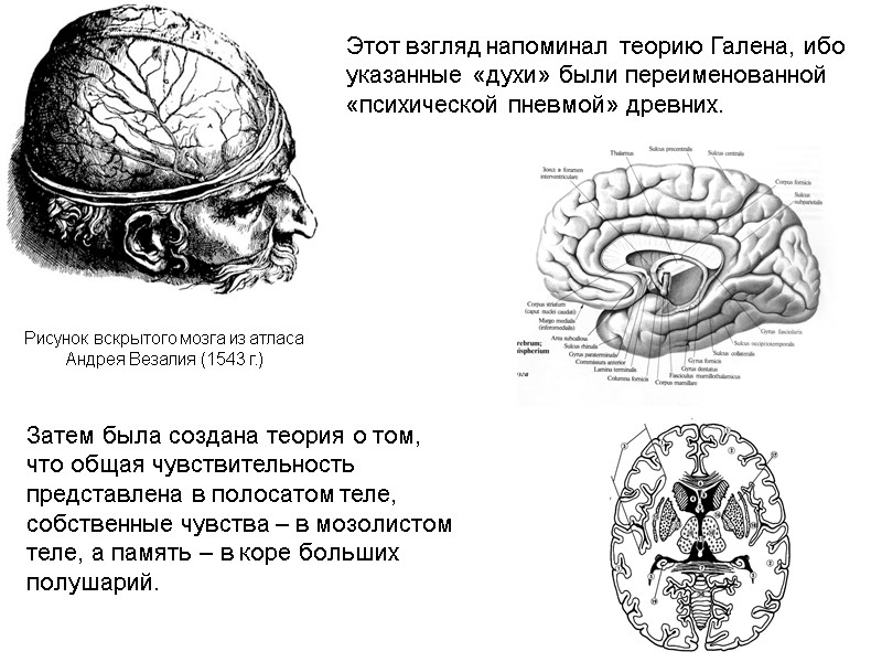 Рисунок вскрытого мозга из атласа Андрея Везалия (1543 г.) Этот взгляд напоминал теорию Галена,